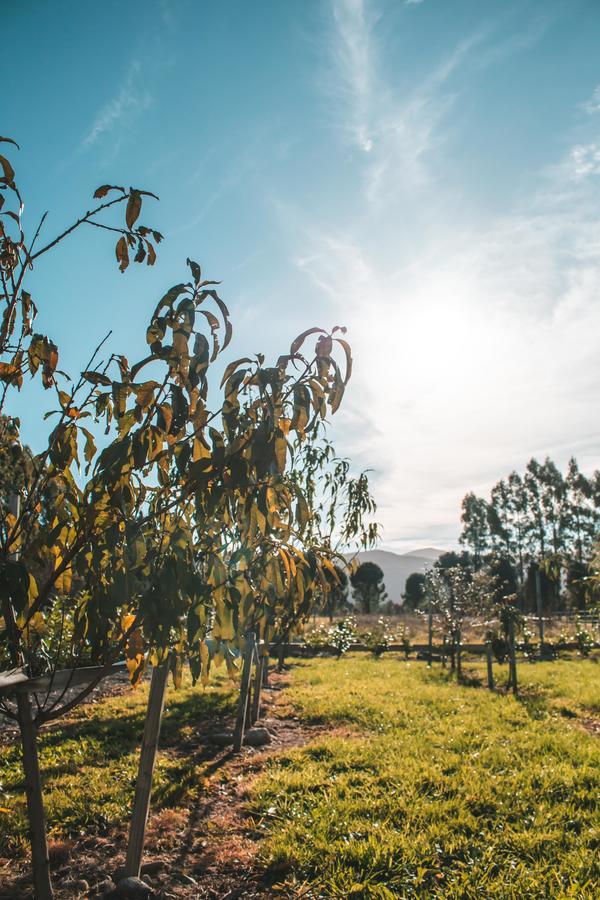Woodside Orchard Otel Greytown Dış mekan fotoğraf